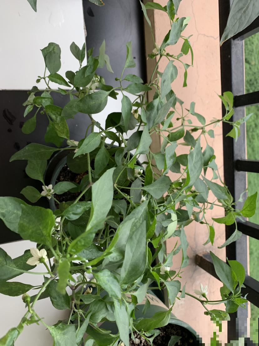 在家养辣椒，花朵色彩鲜艳很好看，不结果怎么办