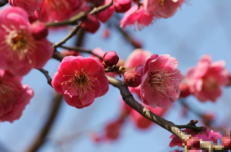 过年养个红颜色的花朵，红火又喜庆，越养越喜欢！