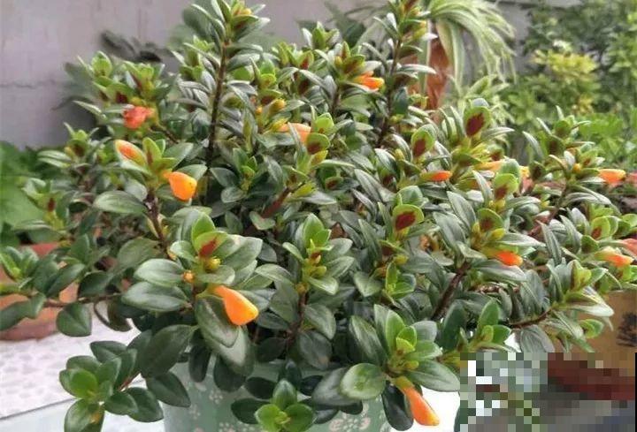 30种花冬天浇水技巧，根不烂，来年春天猛蹿新叶！
