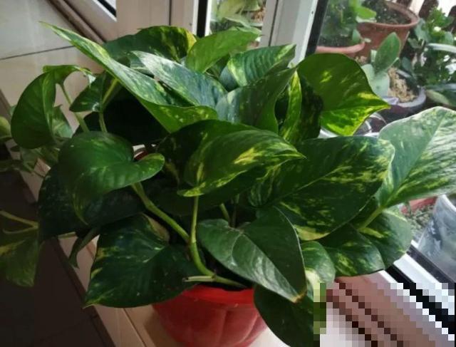 8种花秋冬要穷养，水一多就烂根，再不救只剩空盆！