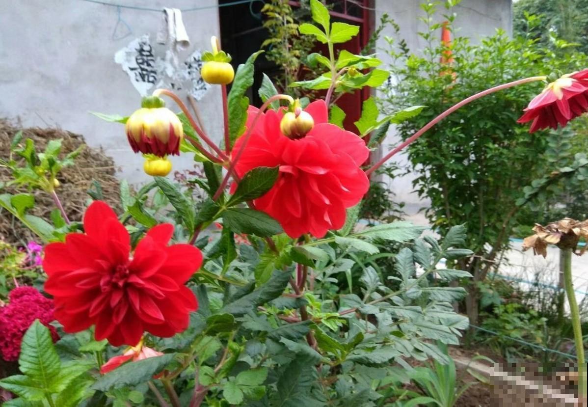 好想到他家去赏花，院子养的像花园，真美！