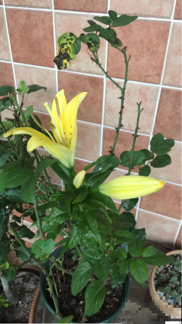 喜欢吃黄花菜吗，这时候种正合适，比市场买的好吃多了！