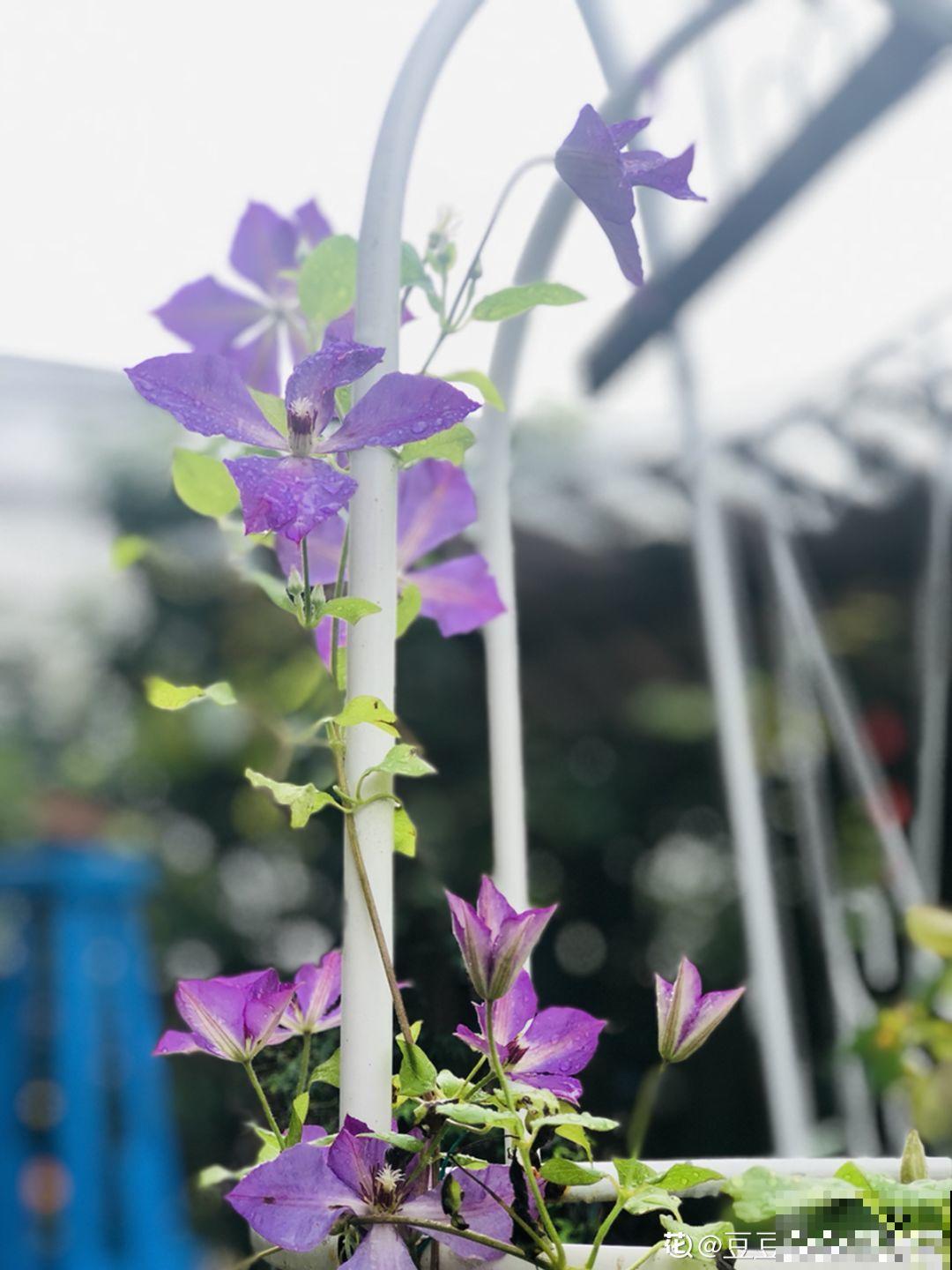 不同季节种不一样的花，这样的院子，才是我心中的世外桃源！