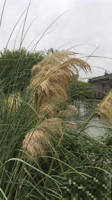 这野草满农村都是，城里却变网红植物，有钱人都在豪宅里种一片！