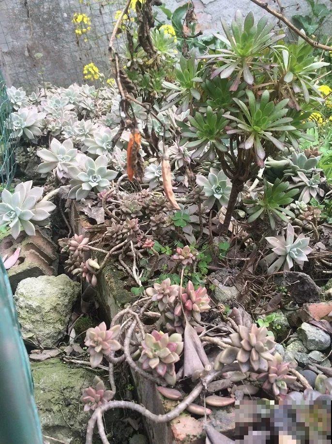 这么贵的花，扔路上随便捡，后悔没带个大麻袋！