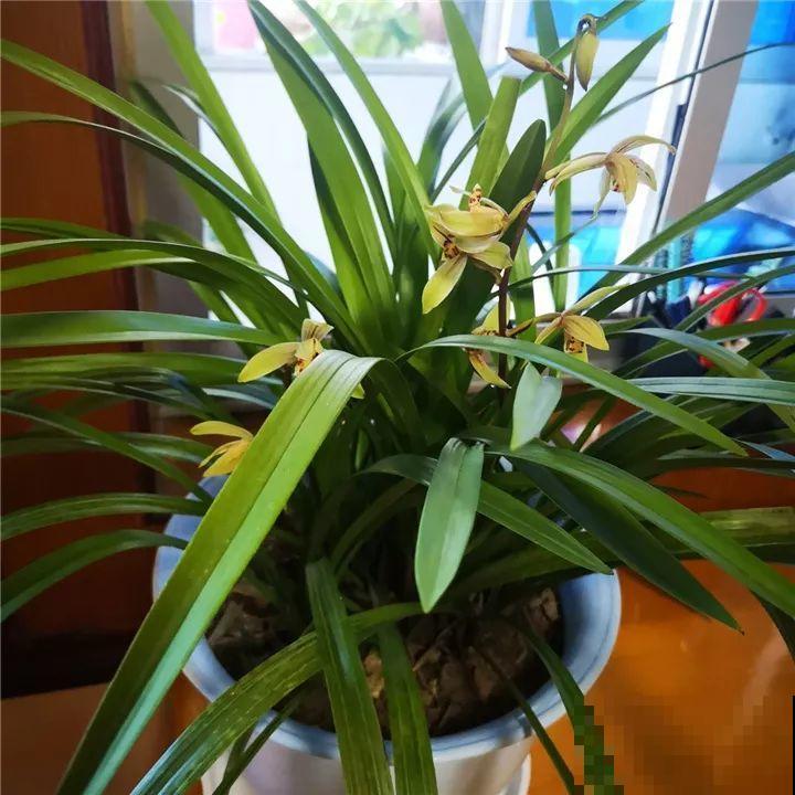 5种花，冬天忍一忍，别换盆，免得活不过一个周！