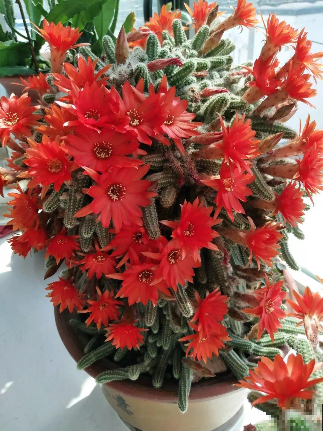 这8种花，养养就成巨无霸，3个大汉都搬不动！