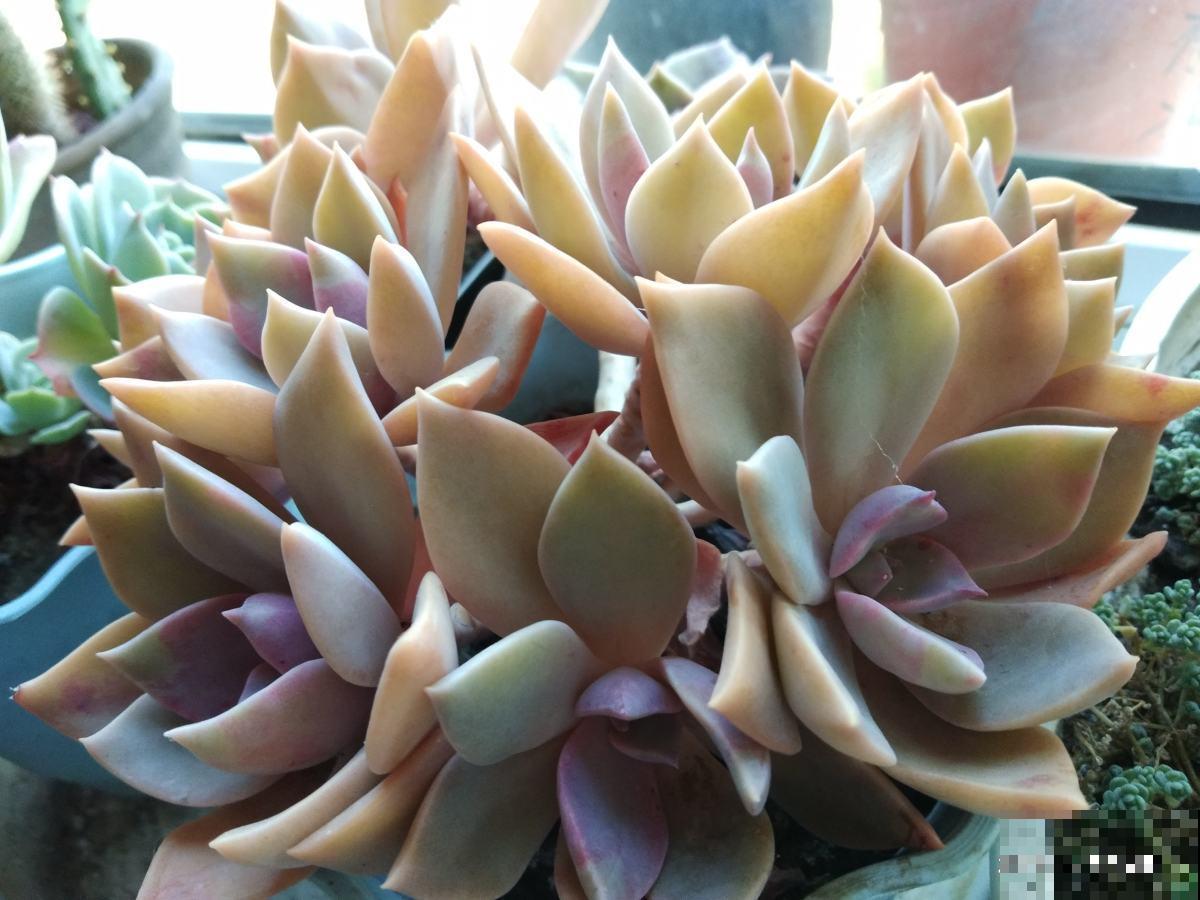 秋天养多肉要留心，先把肥料稀释一下，长起来更旺盛！
