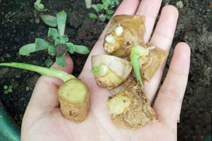 发芽的土豆先别扔，切块埋土里，仨月收获一箩筐！
