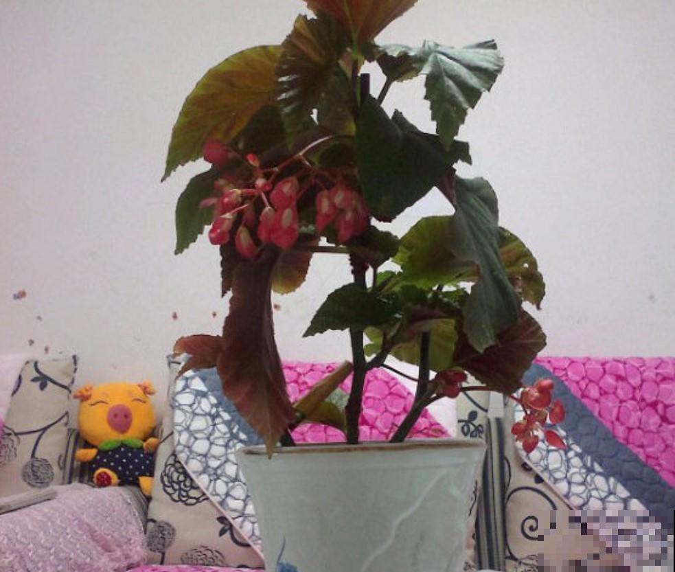 这花必须养起来，秋季好看的不得了，真美！