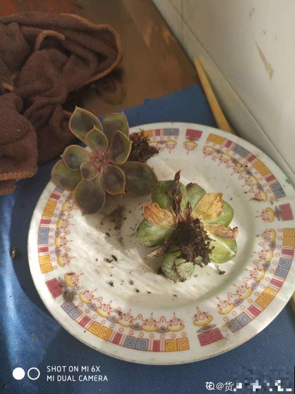 5种花别喷水，一喷叶子就发黄，小心3天掉成光杆！