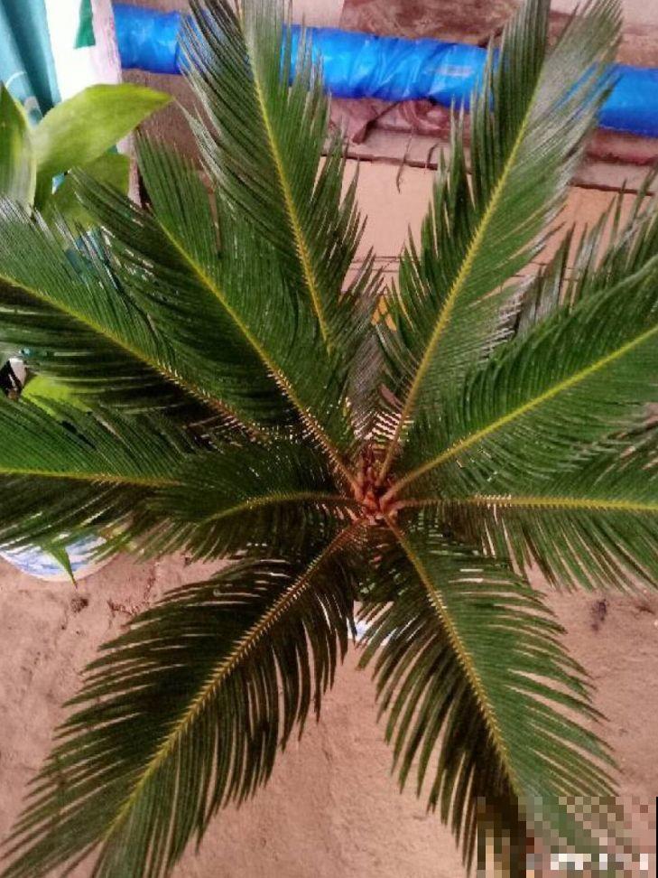 养的花还有这寓意？别说一盆，10盆都愿意养！