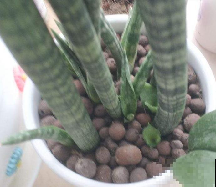 虎皮兰用什么肥？这玩意家家有，不花一分钱也能养壮实！