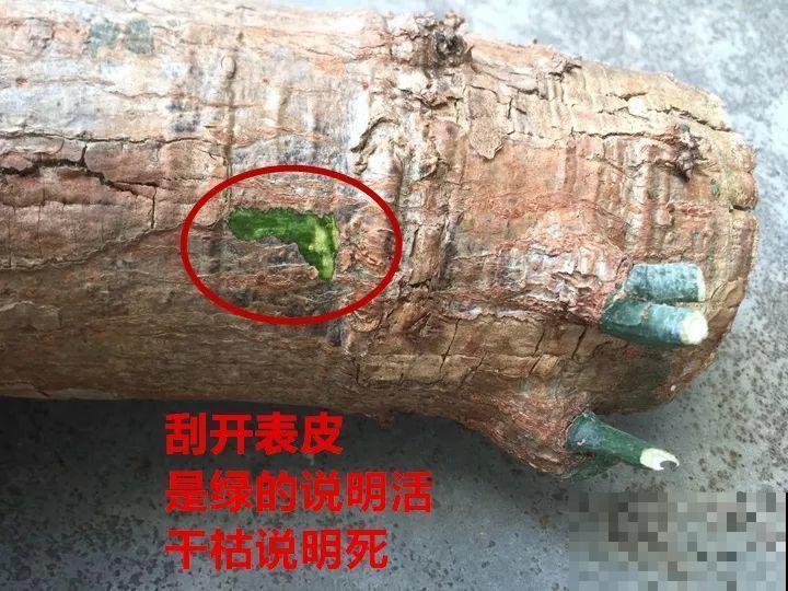 这么贵的花，扔路上随便捡，后悔没带个大麻袋！