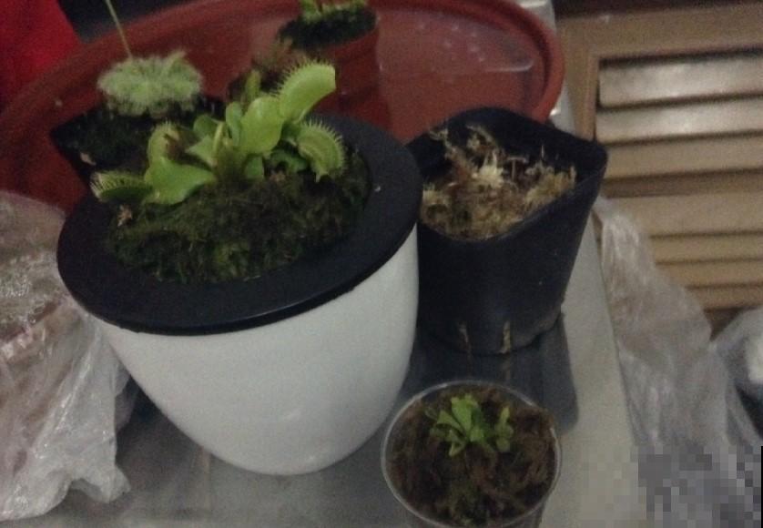 水苔原来还有这效果，真是冬季的养花神器！