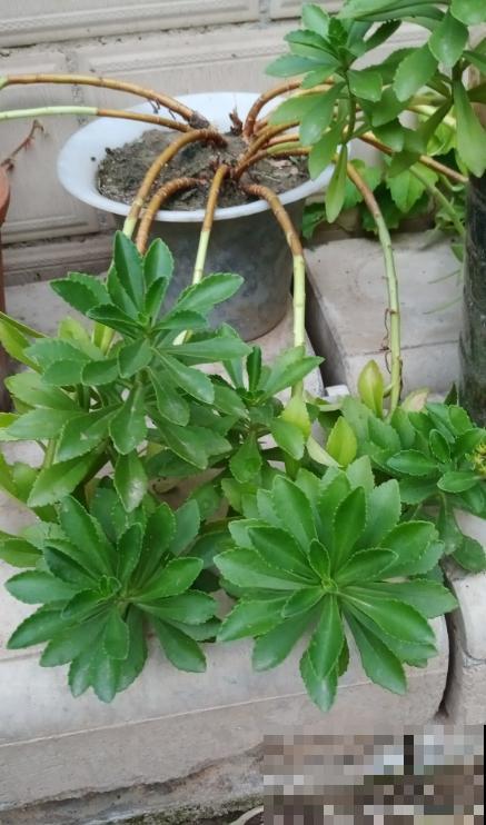这种救心菜金贵稀少，上山挖一棵回家，作用大到啧啧称奇！