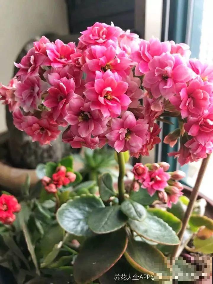 7种转运花，年底在家养一盆，开花就是好兆头！