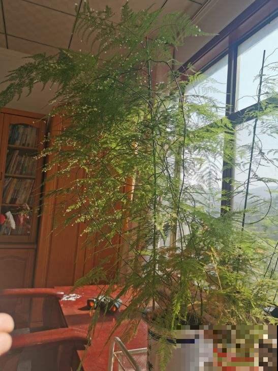 秋冬空气干燥灰尘多，在家养这几种植物，除尘除菌