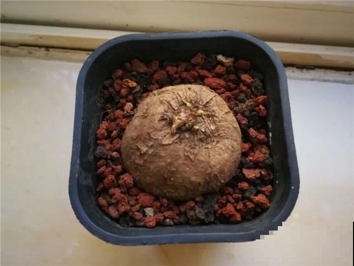 别看这花光秃秃，一喷水就窜叶，越养越值钱！