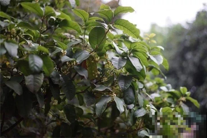 40种常见花，冬天就这么养，叶子绿油油照开不误！