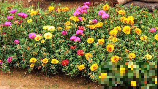 植物枝叶稀疏羸弱，就因为徒长太严重，这种妙药一喷就能重变矮壮