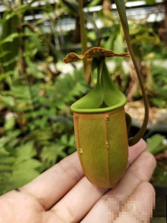 秋天苍蝇蚊子猖狂，放4种花在家里，苍蝇蚊子掉头就跑