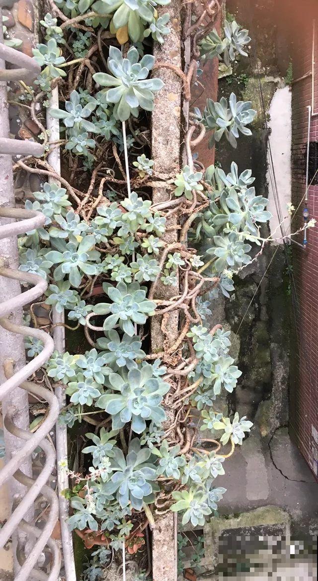这花一定要慎养，到家就疯长，半年就想扔了！