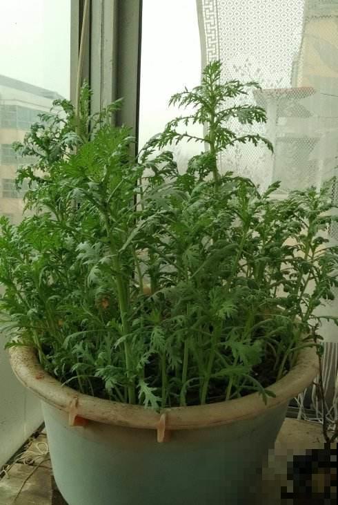 一棵菊花开出十个色，究竟是怎么做到的？原来是它起了大作用！