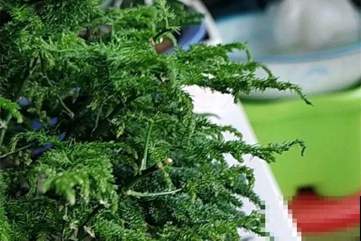 30种花冬天浇水技巧，根不烂，来年春天猛蹿新叶！