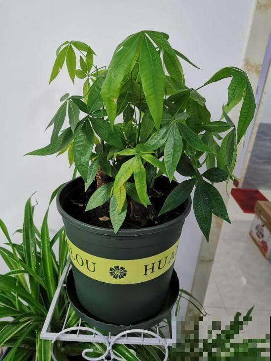 冬天叶子总是出问题，从这方面救治，不用担心冻害