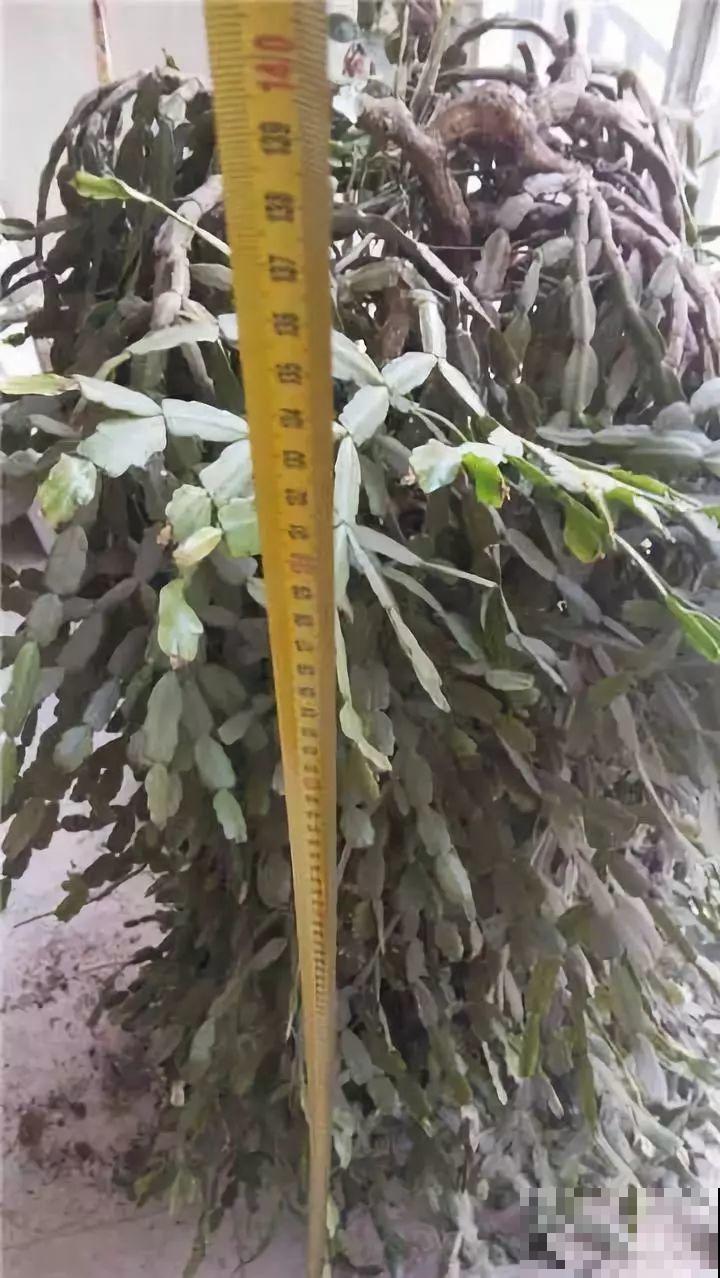 这8种花，养养就成巨无霸，3个大汉都搬不动！