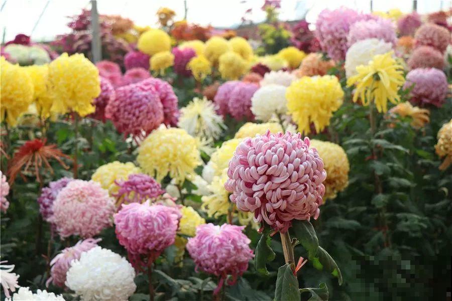 秋天最美、最耐寒的花，开花遍地金黄，看一眼就挪不动地！