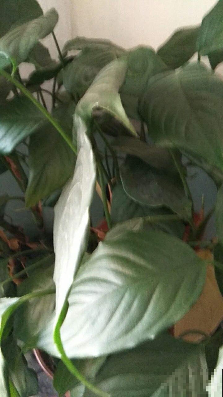 养的白掌叶子腐烂逐渐变黑？根部积水了，把控好浇水叶子绿油油