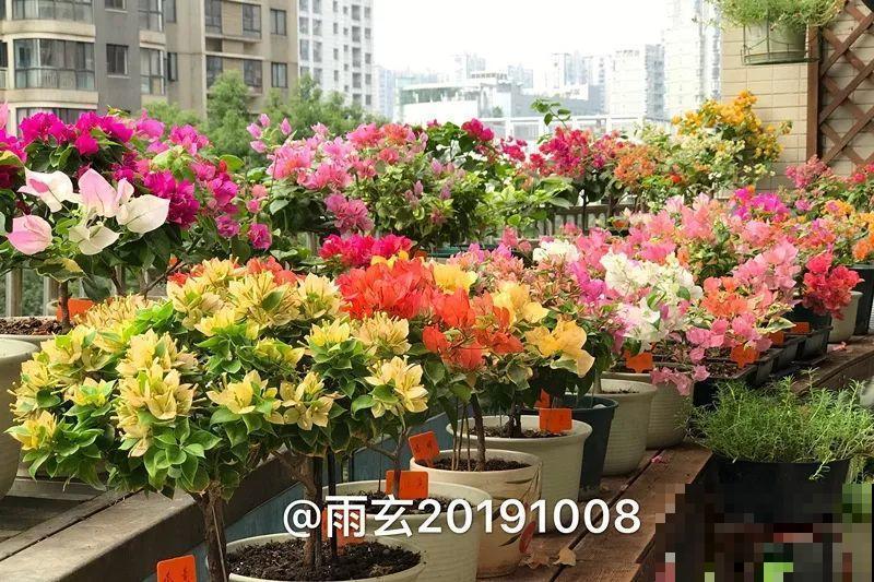 家里有三角梅的，露养断水2个月，安全越冬不用愁！