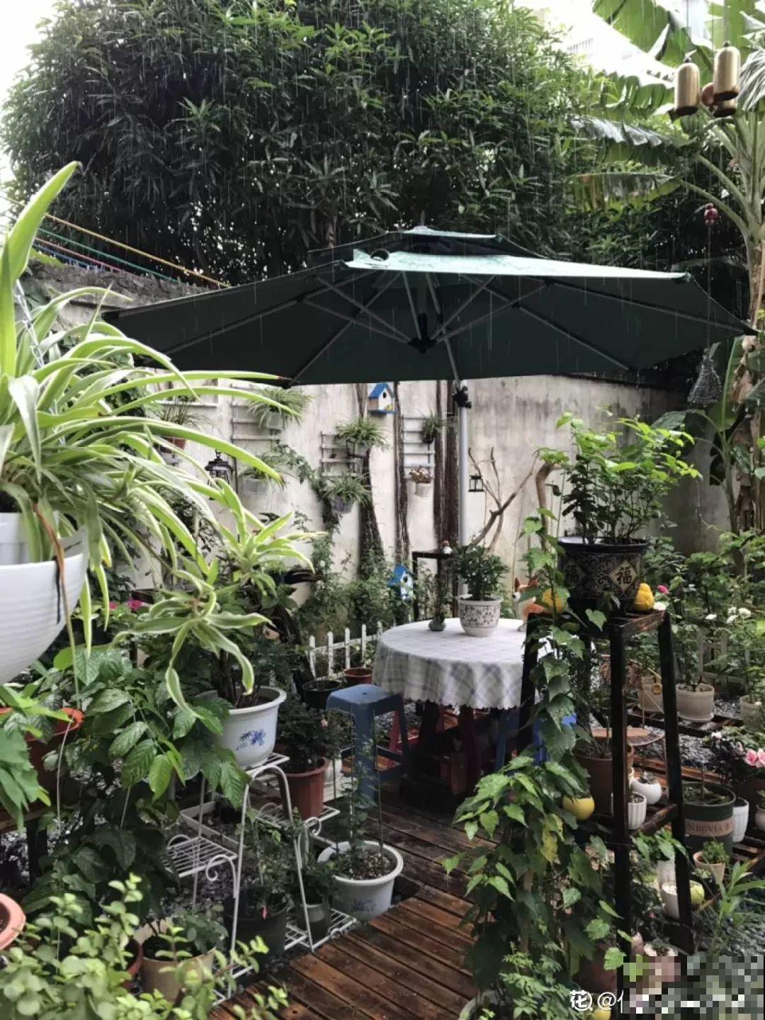 有个小院,养花喂猫,日子越过越充实! 有个小院,养花喂猫,日子越过越充实!