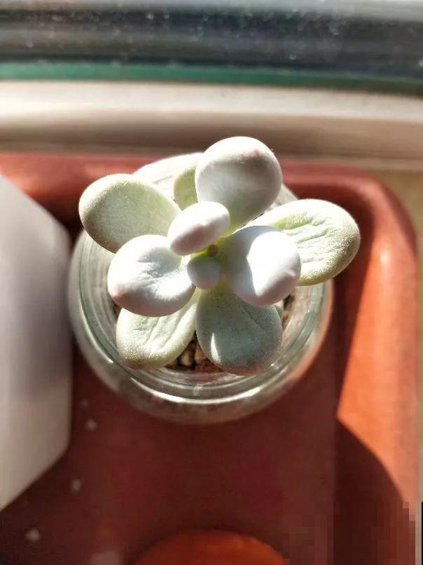 5种花别喷水，一喷叶子就发黄，小心3天掉成光杆！