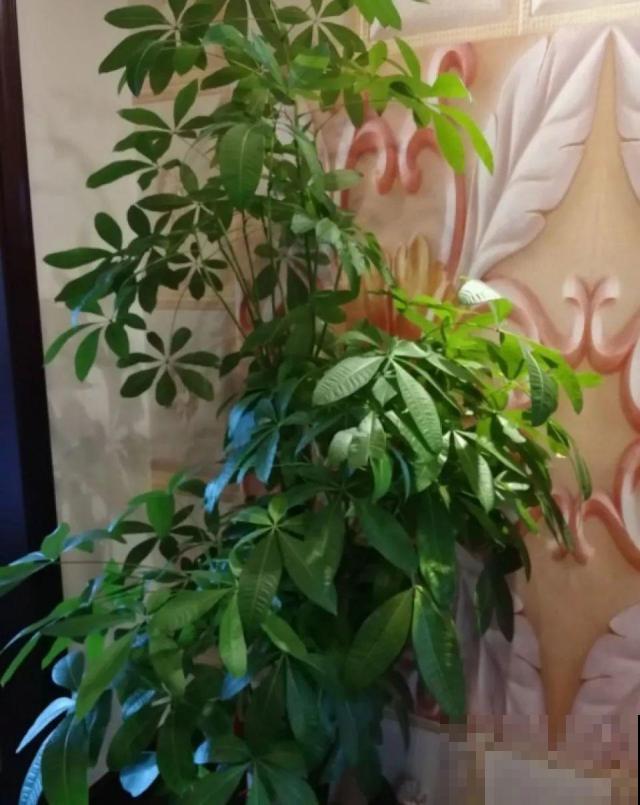 给花喂点抗冻肥，叶子又肥又绿，越长越有劲儿！