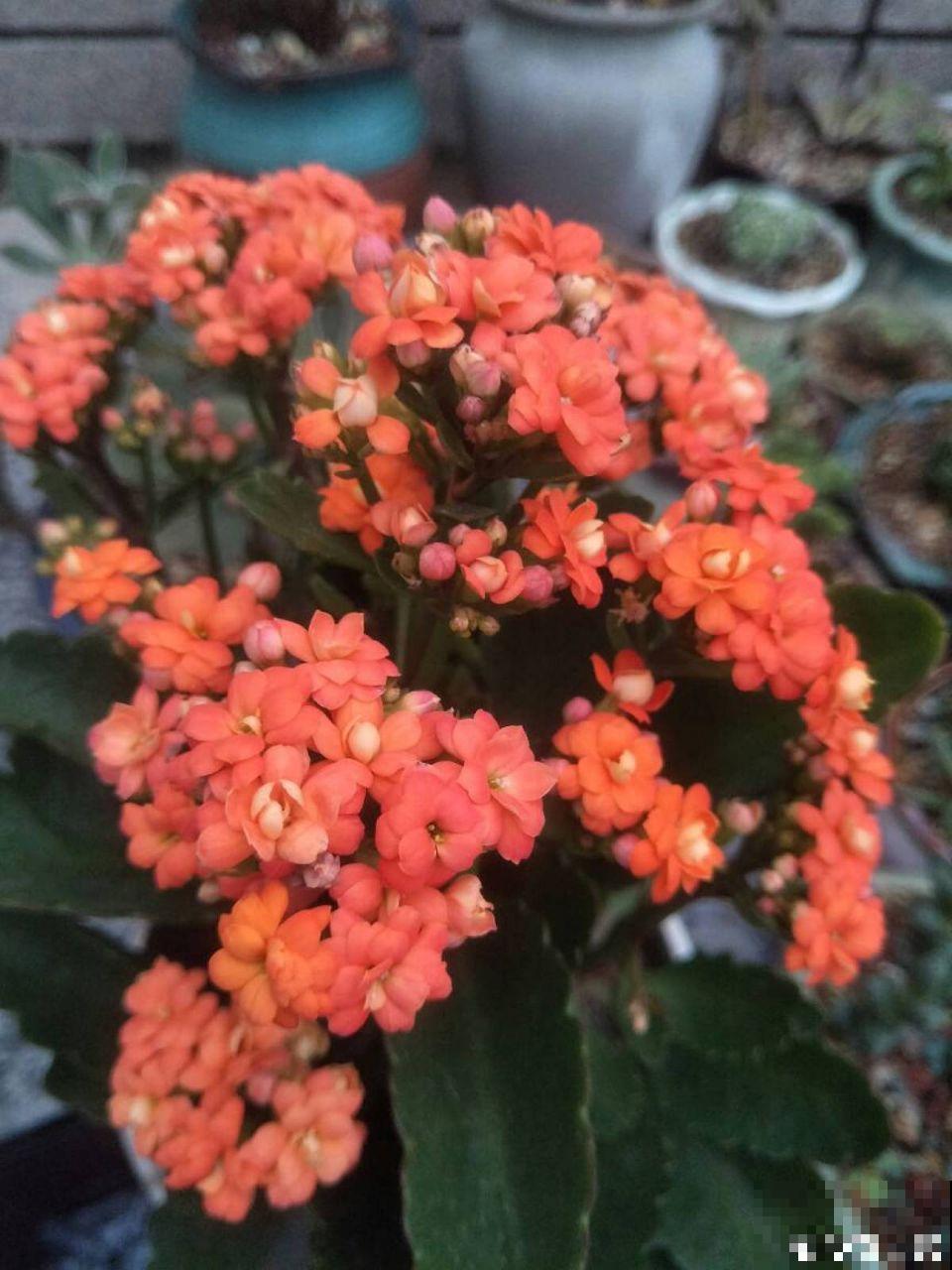 长寿花这么养，开成一个花球，一年到头叶子绿油油！