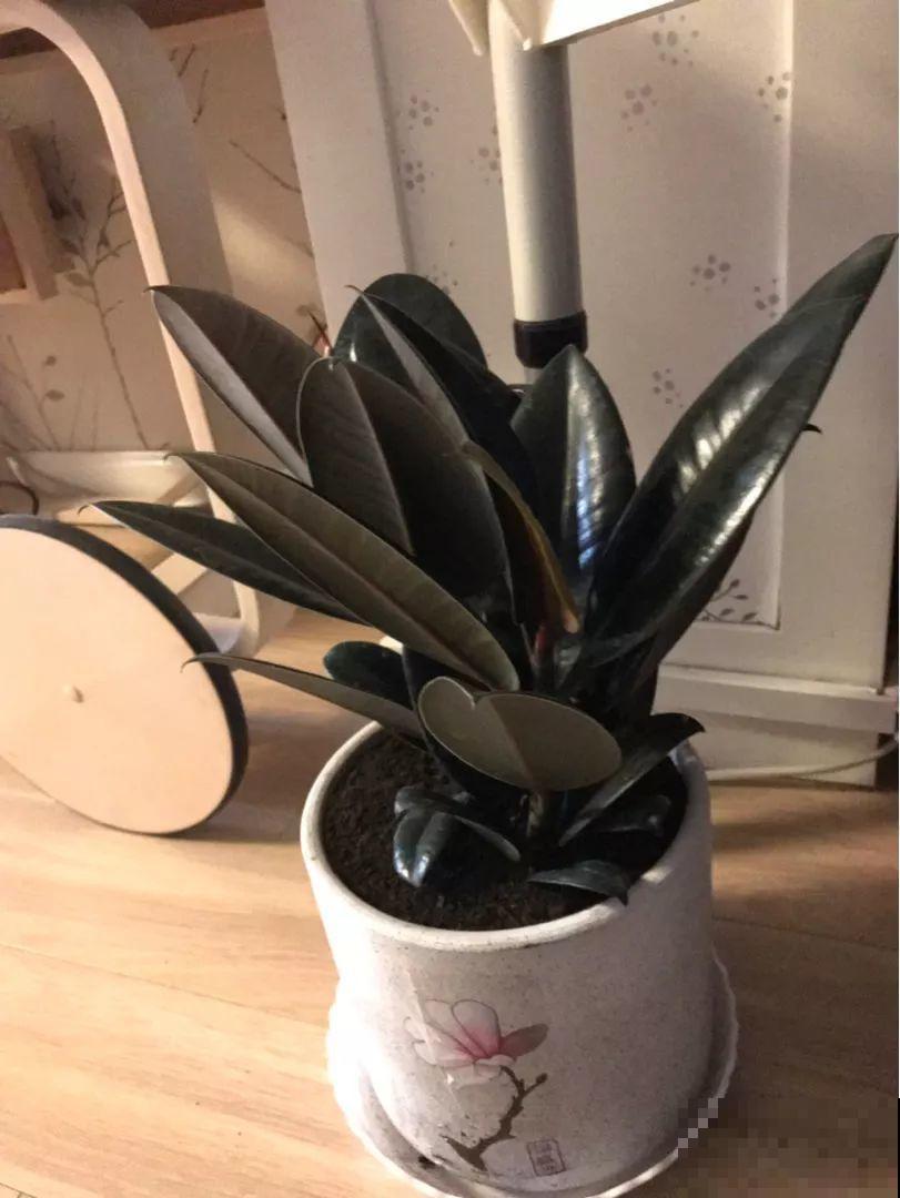 橡皮树冬季咋养？加点豆水，叶片绿油油！