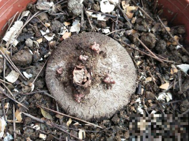 8种花秋冬要穷养，水一多就烂根，再不救只剩空盆！