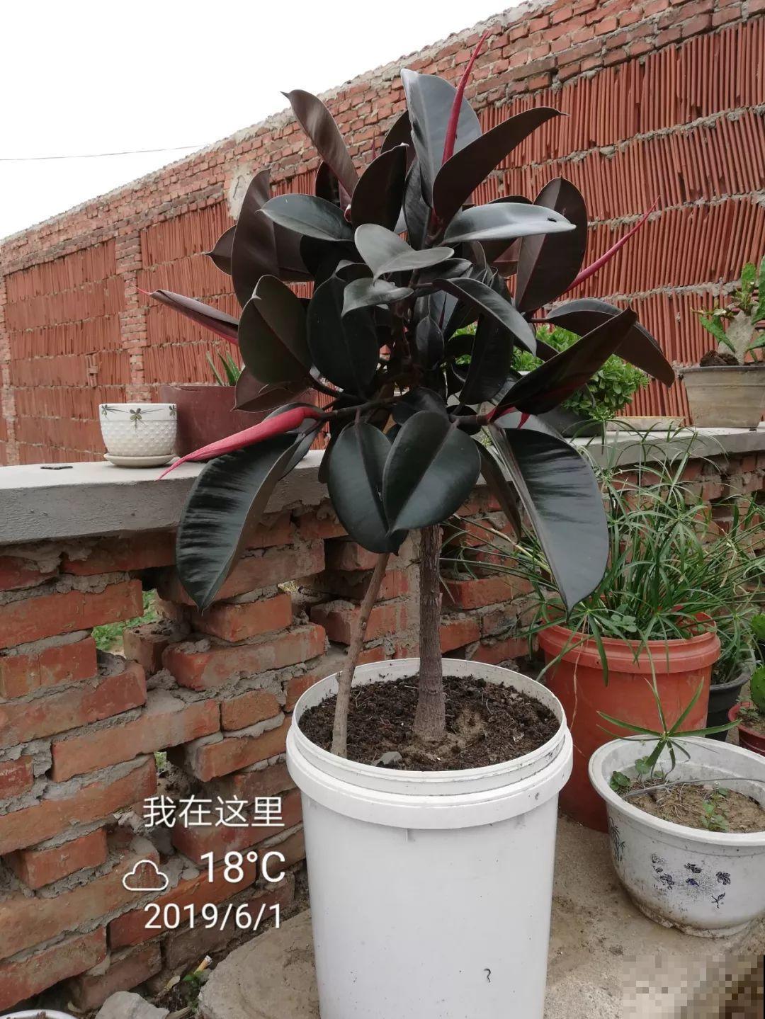 长寿花养出大粗枝，一年到头不窜芽，别等了，赶紧剪！