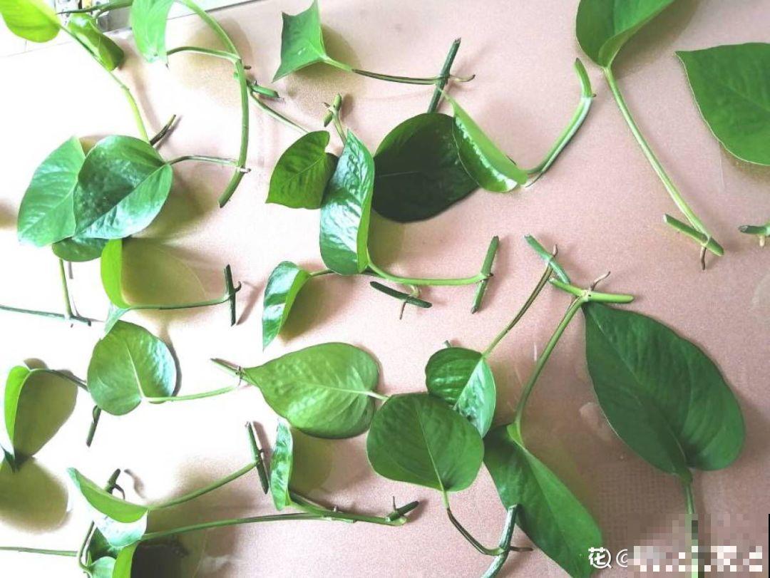 这花就得虐着养，套个袋子捂一捂，揭开立马冒花苞！
