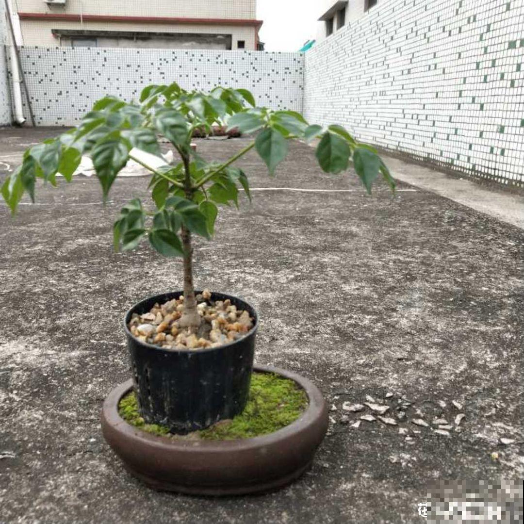 张大爷把花拽一拽，1个月长出人参根，邻居给钱都不卖！