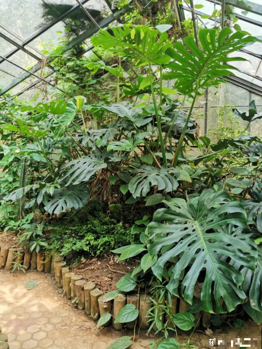 这4种花在他们手里，个个长成巨无霸，到底喂了啥好东西！