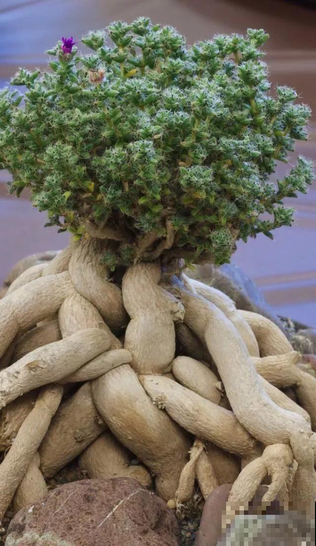 2块钱的多肉苗，随便养养，1个月长成老桩！