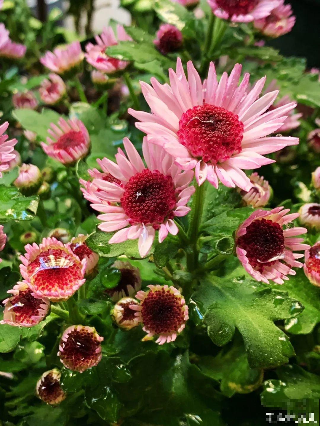 秋天最美、最耐寒的花，开花遍地金黄，看一眼就挪不动地！