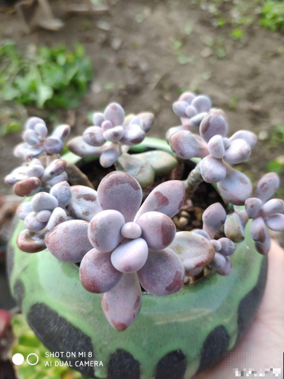 这花真让人眼馋，邻居天天跑来要，烦都烦死了！