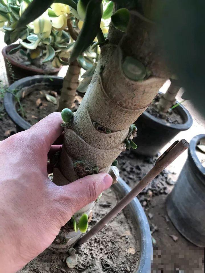 长寿花养出大粗枝，一年到头不窜芽，别等了，赶紧剪！