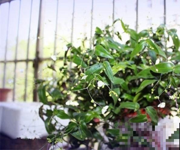 趁流行赶紧入手婚纱吊兰，养在家里，邻居看了都羡慕！