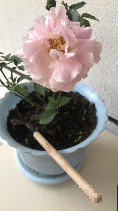 你现在还这么施肥？赶紧住手，否则一阳台的花都成空盆！
